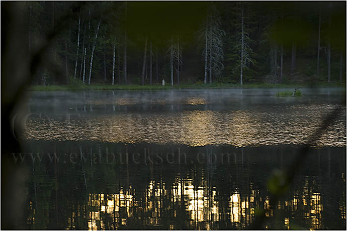 Skogsv&auml;sen i morgondimma - foto av Eva Bucksch